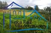 vegetación