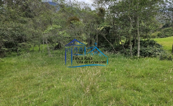 vegetación